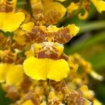 Oncidium sphacelatum Flower