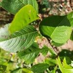 Aronia arbutifolia Feuille