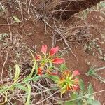 Gloriosa superbaFlor