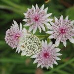 Astrantia major Blüte