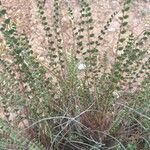 Astragalus monspessulanus Blad