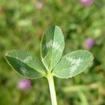 Trifolium wormskioldii برگ