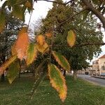 Zelkova serrataFeuille