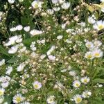 Erigeron strigosus Fula