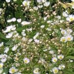 Erigeron strigosus Květ