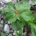 Acalypha virginica Hábitos