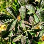 Rubus niveus Blatt