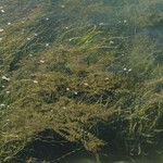 Vallisneria spiralis Libunga