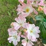 Rosa setigera Flower