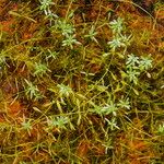 Callitriche brutia Libunga