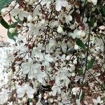Clerodendrum laevifolium Kwiat