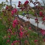 Malus floribunda Цветок