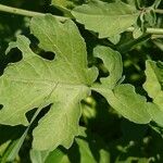 Brassica fruticulosa Hoja