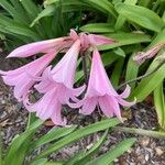 Crinum × powellii Flower