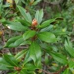 Rhododendron ferrugineumLeaf