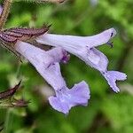 Salvia namaensis Kwiat