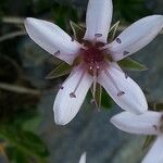 Arenaria purpurascens Квітка