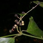 Miconia gracilis Плод