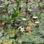 Nymphoides indica Агульны выгляд