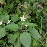 Solanum nigrumBlomst