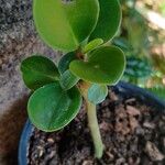 Peperomia obtusifolia Folla