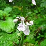 Stachys aculeolata Flower