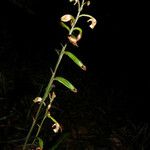 Eulophia maculata Fruit