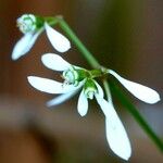 Chamaesyce hypericifolia Цвят