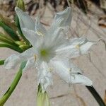 Pancratium maritimumKvět