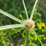 Cyperus brevifolius برگ