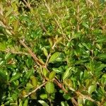 Cotoneaster integrifolius Blad