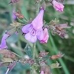 Clinopodium grandiflorum Blüte