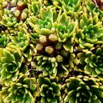 Azorella aretioides Fruto