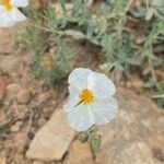 Helianthemum apenninum Blüte