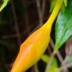 Allamanda schottii Άλλα