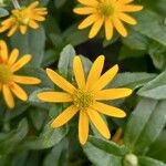 Sanvitalia procumbens Fula