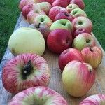 Malus domestica ᱡᱚ