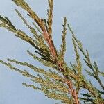Juniperus scopulorum Foglia