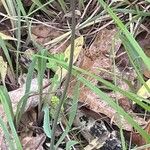 Krigia dandelion Bark