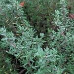 Thymus vulgaris Blatt