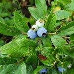 Vaccinium angustifolium Flower