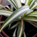 Chlorophytum comosum List