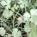 Ranunculus muricatus Leaf