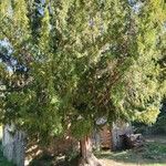 Taxus baccataFuelha