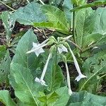 Nicotiana sylvestris Blomma