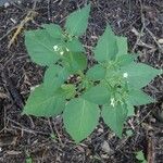 Solanum physalifolium Liść