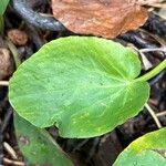 Caltha leptosepala Leaf