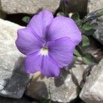 Viola cenisia 花