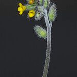 Myosotis balbisiana Květ