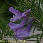 Vicia cusnae Flower